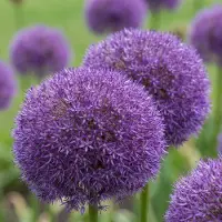 Green Boutiq - 4x Allium Pinball Wizard - Sierui Tovenaarsbal - Paars - Zomerbloeier - Bolmaat 18/20