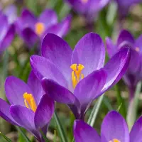 Green Boutiq - 100x Crocus Ruby Giant - Krokus - Paars - Verwilderingsbol - Bolmaat 5/+