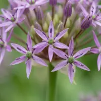 Green Boutiq - 120x Allium Christophii - Sterrenlook - Paars - Zomerbloeier - Bolmaat 10/12