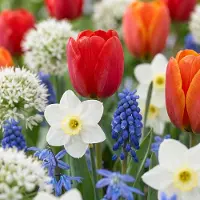 Green Boutiq - 1000x Bulbs From Holland - Bollen uit Holland - Diversen - Zomerbloeier - Bolmaat 10/12