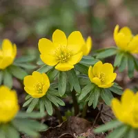 Green Boutiq - 50x Eranthis Cilicica - Cilicisch winterakoniet - Geel - Voorjaarsbloeier - Bolmaat 4/5