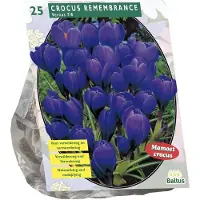 Baltus Crocus Grootbloemig, Blauw per 25| Bloembollen | Flower bulbs | Najaarsbloeier |Bulb les fleurs