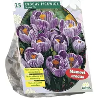 Baltus Crocus Grootbloemig, Gestreept per 25| Bloembollen | Flower bulbs | Najaarsbloeier |Bulb les fleurs