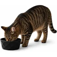 Belviona Kattenvoerbak keramiek voor natvoer, droogvoer & water, 550 ml mat zwart