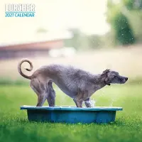 Magnet & Steel Lurcher Kalender 2027