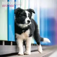 Magnet & Steel Border Collie Kalender 2027