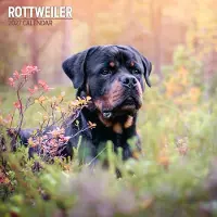 Magnet & Steel Rottweiler Kalender 2027