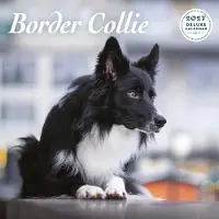 Magnet & Steel Border Collie Kalender 2027 Deluxe