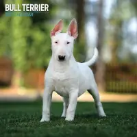 Magnet & Steel Bull Terrier Kalender 2027