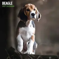 Magnet & Steel Beagle Kalender 2027