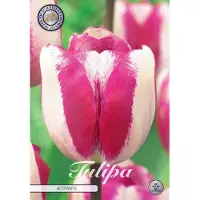 Sam van Schooten Hotpants Triumph Tulpenbollen Bolmaat 12+ 10 Bloembollen
