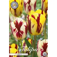 Sam van Schooten Vermeer Garden Tulpenbollen 10 stuks bolmaat 12+