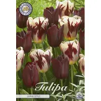 Sam van Schooten Grand Style (Nieuw) Garden Tulpenbollen 10 stuks bolmaat 12+