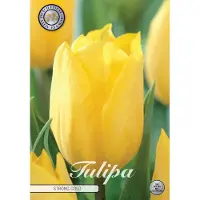 Sam van Schooten Strong Gold Triumph Tulpenbollen Bolmaat 12+ 10 Bloembollen