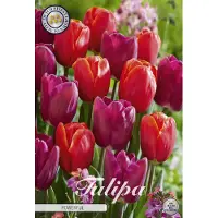 Sam van Schooten Nederlands Beste Kwaliteits bloembollen - Tulpen Tulp Garden Powerful x10 12/+s