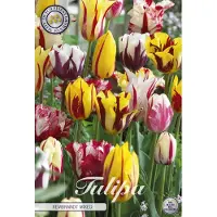 Sam van Schooten Tulipa Triumph Rembrandt Mix Tulpenbollen 20 stuks bolmaat 12/14