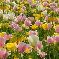 QFB Gardening Bloembollen Mix Spring Cocktail | 600 stuks | Geel | Crème | Roze |