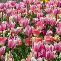 QFB Gardening Tulpen & Narcissenmix Sakura | 150 stuks | Crème | Meerkleurig | Lila | Roze |