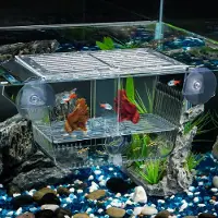 Famanu – Aquariumvissen kweekdoos met 6 zuignappen, acryl broederij voor babyvissen, garnalen, betta, guppy en platy