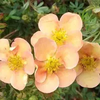 Arborix Potentilla Fruticosa 'Daydawn' - Struikganzerik 25-30 cm pot