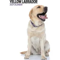 Magnet & Steel Labrador Retriever Blond Modern Kalender 2027