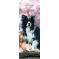 Magnet & Steel Border Collie Kalender 2027 Slimline