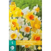 Jub holland Narcis Grootkronig Mix