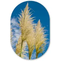 MuchoWow Muurovaal 80x120 cm - Ovale wanddecoratie Planten - Pampasgras - Lucht - Ovalen schilderij - Muurdecoratie woonkamer - Kamer decoratie - Schilderijen - Wandcirkel