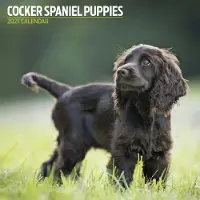 Magnet & Steel Engelse Cocker Spaniel Puppies Kalender 2027