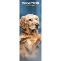 Magnet & Steel Golden Retriever Kalender 2027 Slimline