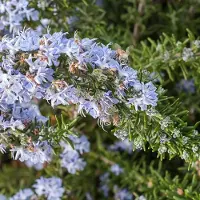 Arborix Rosmarinus Officinalis 'Prostratus' - Kruipende rozemarijn 20-30 cm pot