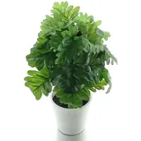 Gasper Monsteraplant met 24 Bladeren in Kunststofpot 24 cm