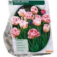 Baltus Tulipa Upstar 10 stuks bloembollen
