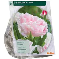 Baltus Tulipa Angelique 10 stuks bloembollen