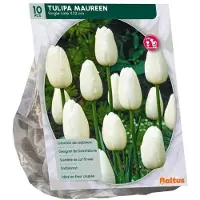 Baltus Tulipa Maureen 10 stuks bloembollen