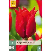JUB Tulipa pretty woman 7st