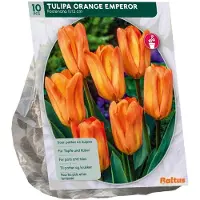 Baltus Tulipa Orange Emperor 10 stuks bloembollen