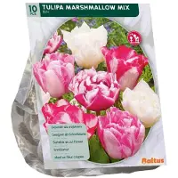 Baltus Tulipa Marshmellow mix 10 stuks bloembollen