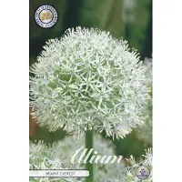 Sam van Schooten Mount Everest Allium Bloembollen 1 stuks bolmaat 24+