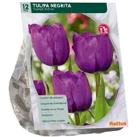 Baltus Tulipa Negrita 12 stuks bloembollen