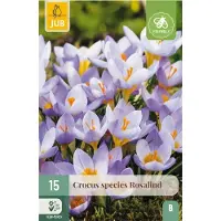 JUB Crocus rosalind 15st