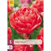 JUB Tulipa taiwan bloembol 5 stuks