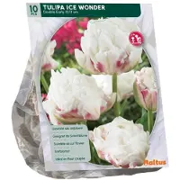 Baltus Tulipa Ice Wonder 10 stuks bloembollen
