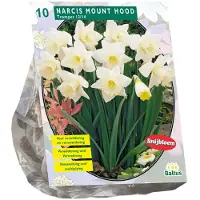 Baltus Bollen Narcis Mount Hood 10 stuks