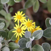 Arborix Brachyglottis 'Sunshine' - Nieuw-Zeelandse senecio - 20-30 cm pot: Grijsbladige struik met gele bloemen