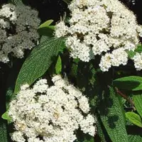 Arborix Viburnum Rhytidophyllum - Sneeuwbal - 30-50 cm in pot: Grootbladige struik met gerimpelde bladeren en witte bloemen.