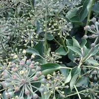 Arborix 3 x Hedera Helix 'Arborescens' - Struikklimop 30-40 cm in pot