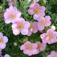 Arborix Potentilla Fruticosa Lovely Pink - Ganzerik|Vijfvingerkruid 25-30 cm in pot