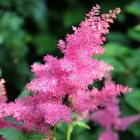Arborix 6x Astilbe japonica 'Köln' Pot 9x9cm - Prachtige planten voor in de tuin