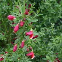 Arborix Cytisus 'Burkwoodii' - Brem 40-60 cm in pot